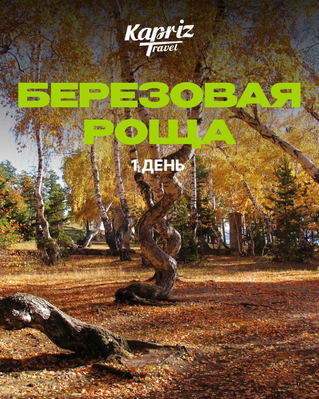 тур Березовая роща